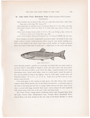 LAKE TAHOE TROUT